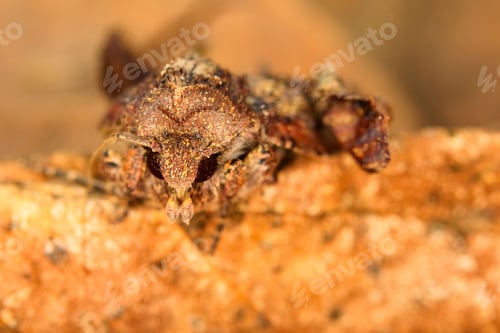 Preview: Portrait Head Of Clothes Moth. Macro Photography. Natural Yellow Background.