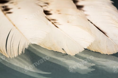 Preview: Colorful Hen Feather With Details And Reflexions