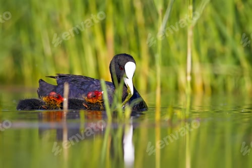 Preview: Cute Bird Family. Common Water Bird Coot. Green Nature Habitat Background. Bird: Eurasian Coot