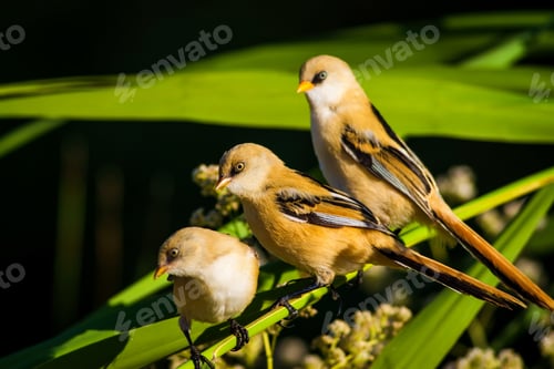 Preview: Cute Birds. Black Nature Background. Bearded Reedling / Panurus Biarmicus