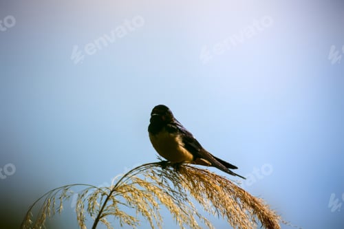Preview: Bird On Branch. Blue Sky Background. Barn Swallow