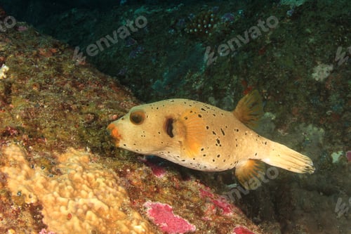 Preview: Blackspotted Pufferfish Fish