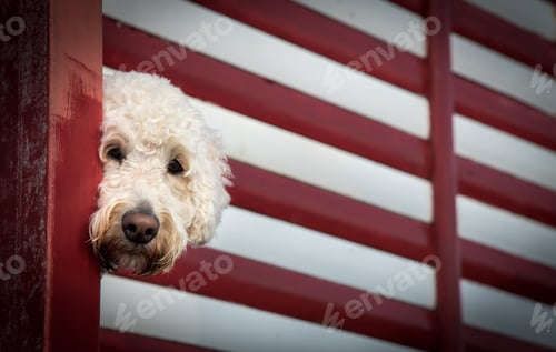 Preview: Pet Portrait Of Cute White Terrier Shy Dog Looking And Posing In Front Of Camera.