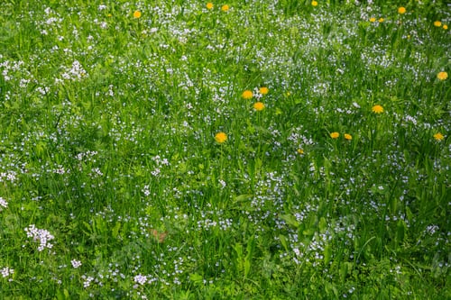 Preview: Beautiful Summer Landscape With Meadow Grasses, Trees And Flowers. Sunny Summer Morning In The