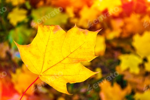 Preview: Autumn Landscape With Bright Colorful Leaves. Indian Summer.