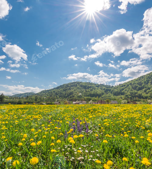 Preview: Beautiful Dandelions In The Meadow Basking In The Afternoon Sun
