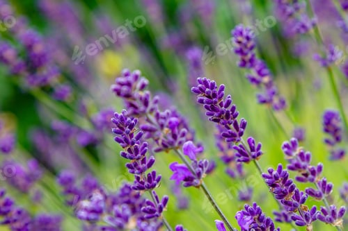 Preview: Lavender Flowers. Lavender Blooms. Aromatic Herbs And Medicinal Plants In The Garden. Floral