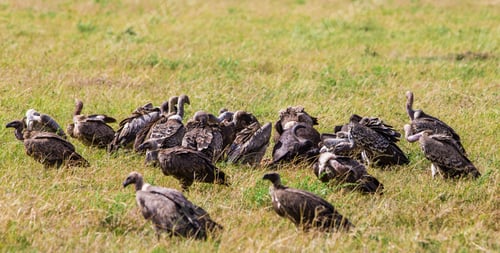 Preview: Vultures In The Maasai Mara National Park, Kenya