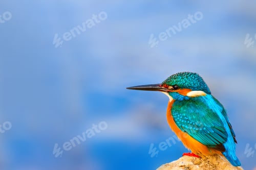 Preview: Kingfisher. Blue Natural Background.
