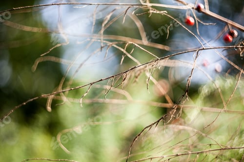 Preview: Dried Asparagus Plant With Seeds