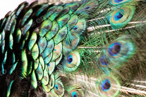 Preview: Colorful Peacock Feathers