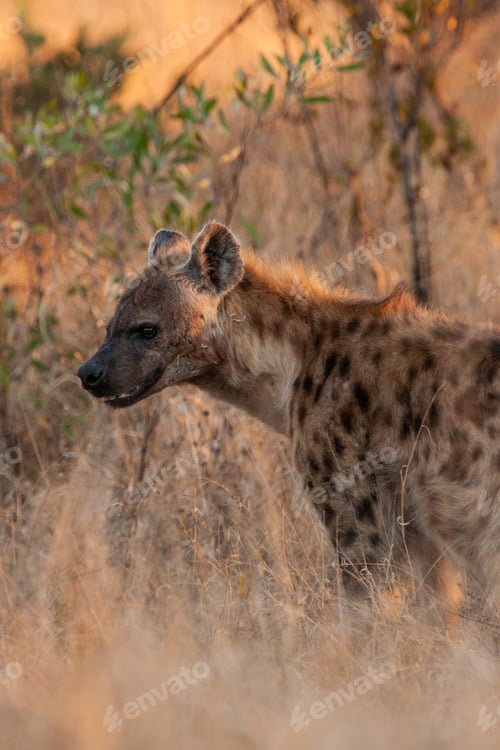 Preview: Spotted Hyena In The Kruger National Park, South Africa
