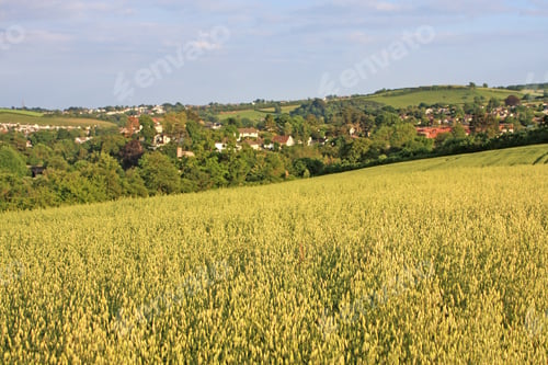 Oat Field