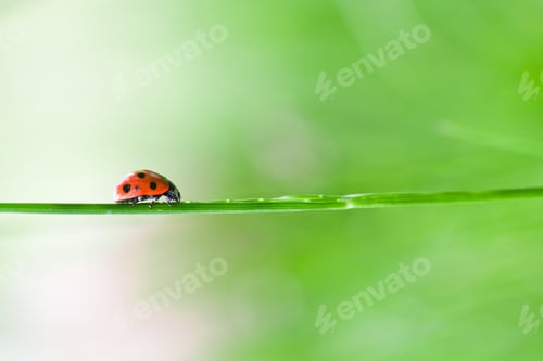 Preview: Close-Up Of A Ladybug On A Straw Over Green Blurred Background