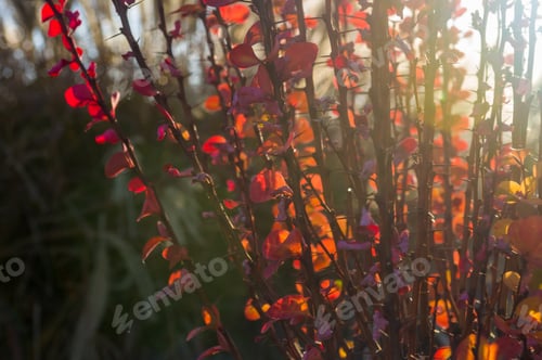 Preview: Purple Leaves On Bush Of Thunberg'S Barberry, Berberis Thunbergii, The Japanese Barberry, Or Red