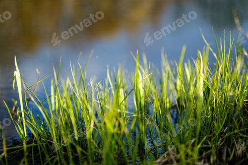 Preview: Foliage Leaf Grass Texture In Green Sunny Summer Time. Nature Background Fill