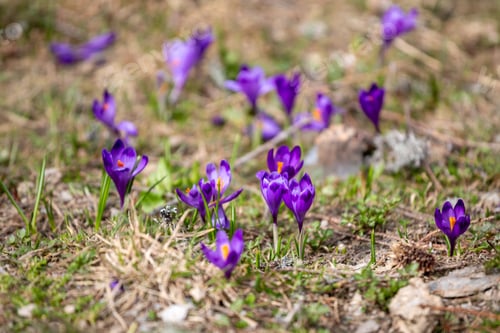 Preview: Crocus Heuffelianus, Beautiful Flowers In The Mountains