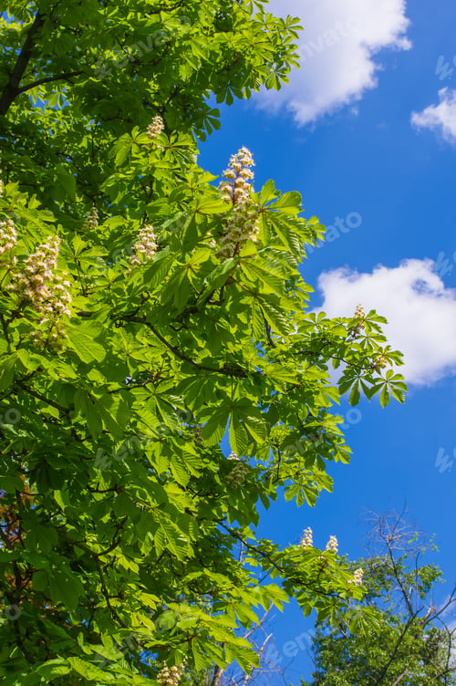 Preview: Flowering Branches Of Chestnut (Castanea Sativa) Tree, And Bright Blue Sky