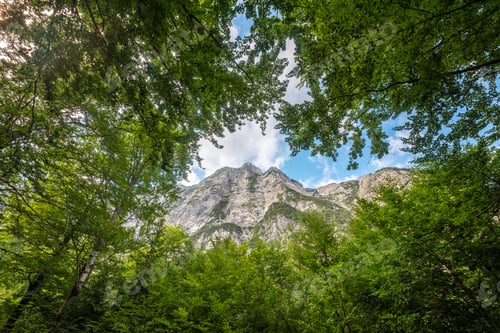 Preview: Forest And Trees In The Mountain Landscape