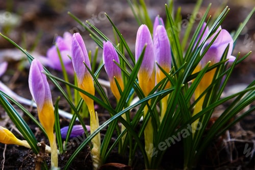 Preview: Beautiful Spring Background With Close-Up Of A Group Of Blooming Purple, Yellow, White Crocus