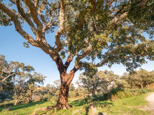 Preview: Old Cork Oak In The Andalusian Countryside. "Parque De Los Alcornocales", Algeciras, Andalusia