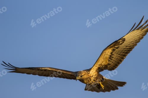 Preview: Flying Wild Bird. Blue Sky Background. Bird: Long Legged Buzzard. Buteo Rufinus.
