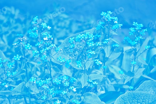 Preview: Me-Nots Wildflowers On The Background Of The Summer Landscape.
