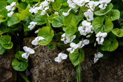 Preview: White Viola Canadensis. White Flowers In Spring Garden. Nature Background.