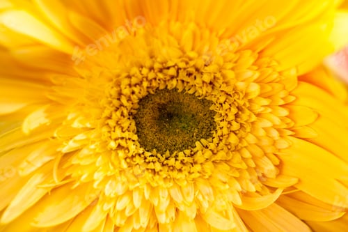 Preview: Gerbera Jamesonii - Beautiful Flower With Macro Details