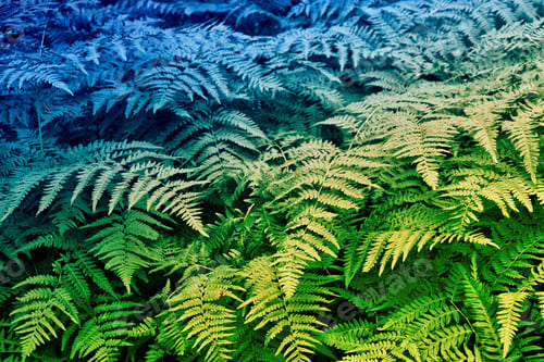 Preview: Green Leaves Of The Fern Against The Background Of The Summer Landscape.
