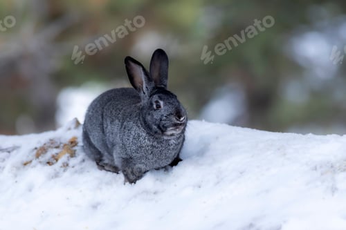 Preview: Rabbit. Winter Forest Nature Background.