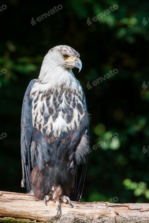 Preview: African Fish Eagle (Haliaeetus Vocifer)