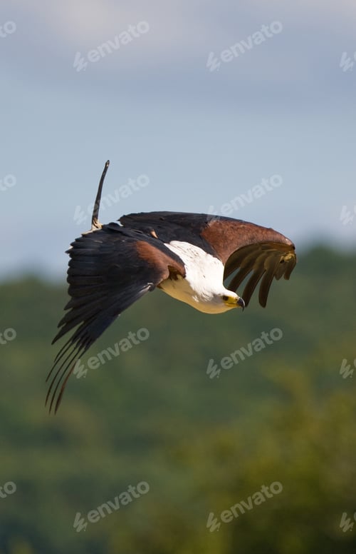 Preview: African Fish Eagle (Haliaeetus Vocifer)