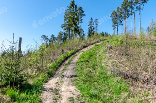 Preview: Simple Countryside Forest Road In Perspective With Foliage And Trees Around