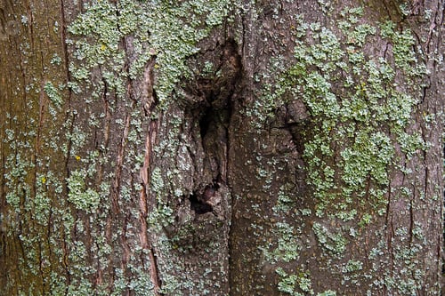 Preview: Close Up View Of Brown Tree Bark With Moss And Fungus For Background Texture. The Surface Of The
