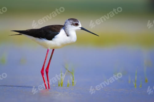 Preview: Cute Bird Black Winged Stilt. Nature Background Black Winged Stilt Himantopus Himantopus