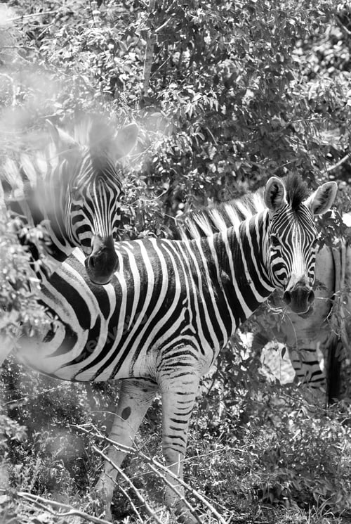 Preview: Zebras In The Hluhluwe-Imfolozi National Park, South Africa