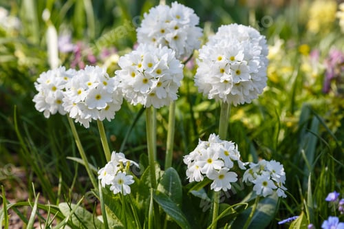 Preview: Примула Denticulata Alba In Spring Garden. White Primrose Flowers In Natural Background.