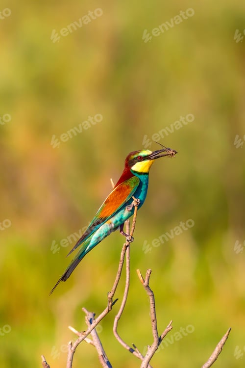 Preview: Colorful Bird. Nature Background. European Bee Eater. Merops Apiaster.