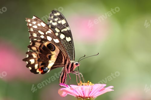 Preview: Beautiful Butterfly Rests On A Pink Flower In The Lake