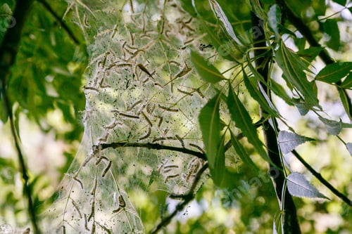 Preview: The Leaves Of The Plants Damaged By The Caterpillar Pest. Insects Pests In The Garden.