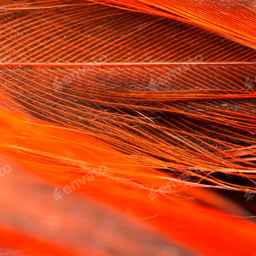 Preview: Colorful Rooster Feather With Details And Reflexions