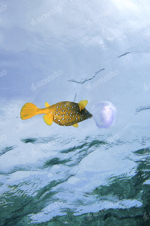 Preview: Yellow Boxfish Eating Jellyfish