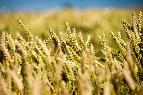 Preview: Summer Landscape With Wheat Field And Clouds In Latvia