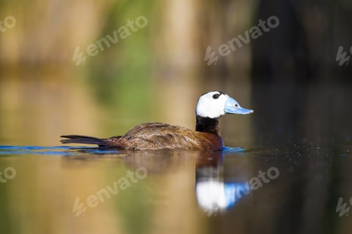 Preview: Duck Swimming In Lake. White Headed Duck White Headed Duck Oxyura Leucocephala