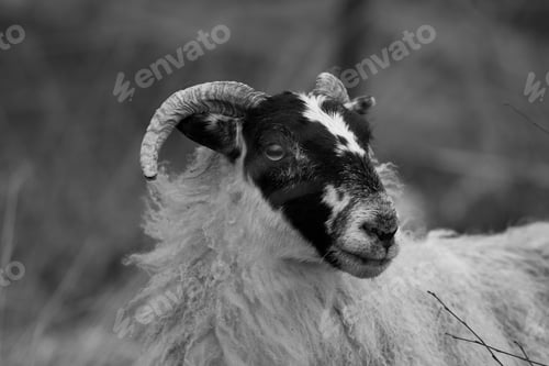 Preview: Scottish Blackface Sheep In The Scottish Highlands