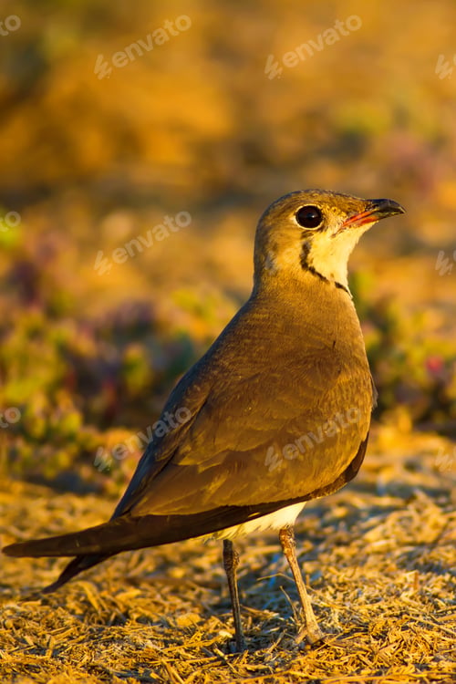 Preview: Bird And Yellow Dry Nature Background. Collared Pratincole / Glareola Pratincola