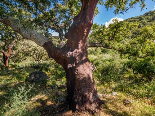 Preview: Old Cork Oak In The Andalusian Countryside. "Parque De Los Alcornocales", Algeciras, Andalusia