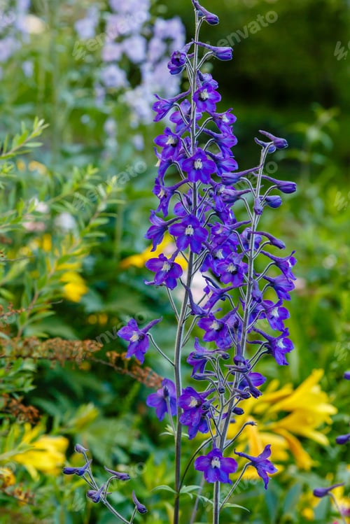 Preview: Blue Delphinium Flower In Garden