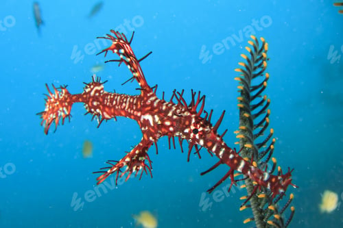 Preview: Ornate Ghost Pipefish